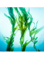 Mixgliss Gel de massage - NU Algue - 150 ml