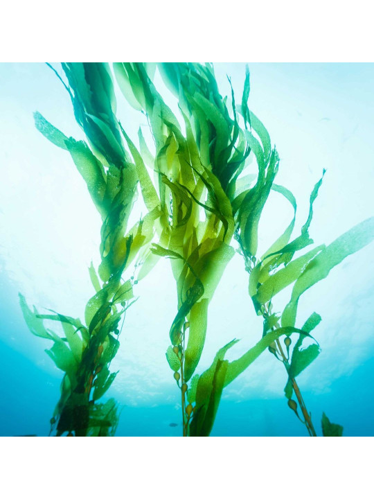 Mixgliss Gel de massage - NU Algue - 250 ml