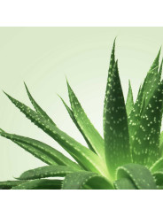 Mixgliss Gel de massage - NU Aloe Vera - 250 ml